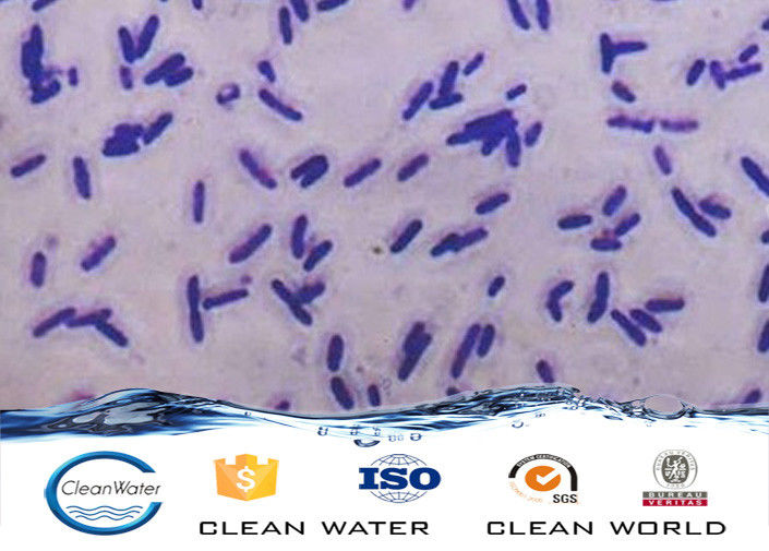 powder Treatment Oil Removal Bacteria Agent COD Degradation Bacterium Agent